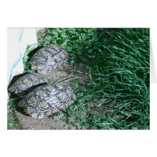 The Three  Tortoises  Card