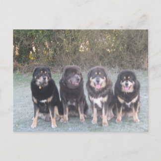 The Tibetan Mastiff Gang Postcard