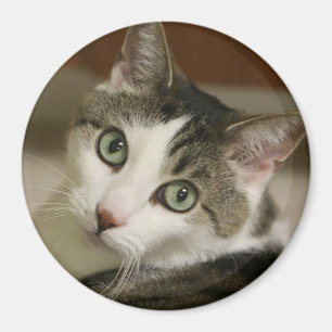 The Tiniest Tiger Button Magnet