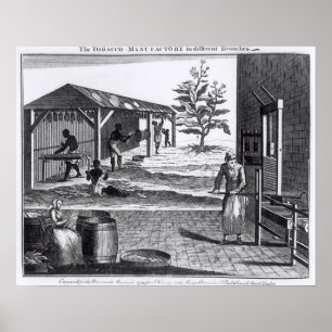 The Tobacco Manufactory in Different Branches Poster
