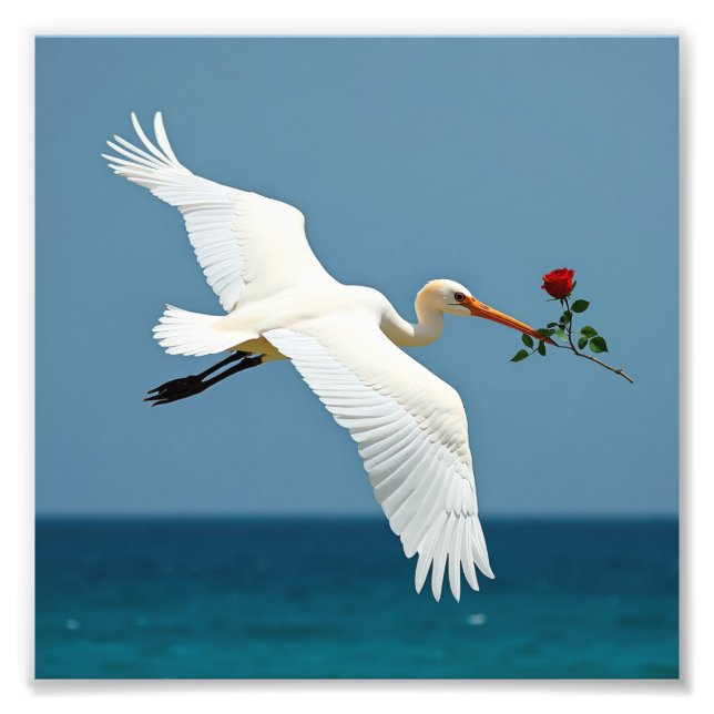 The travelling bird photo print (Front)