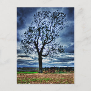 The Tree HDR postcard