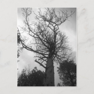 The Tree Postcard