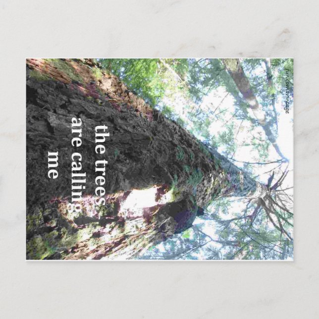 the trees are calling me, forest camping postcard (Front)