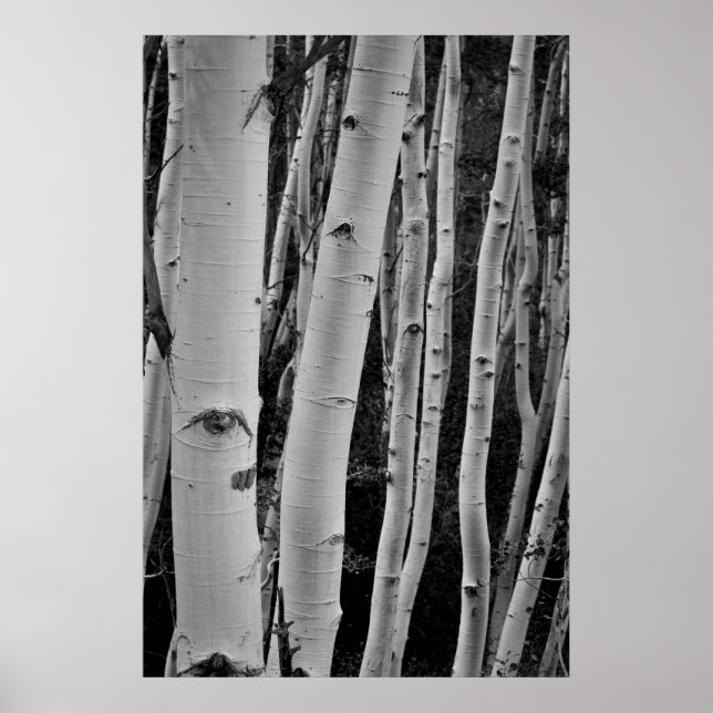 The Trees Have Eyes Poster (Front)