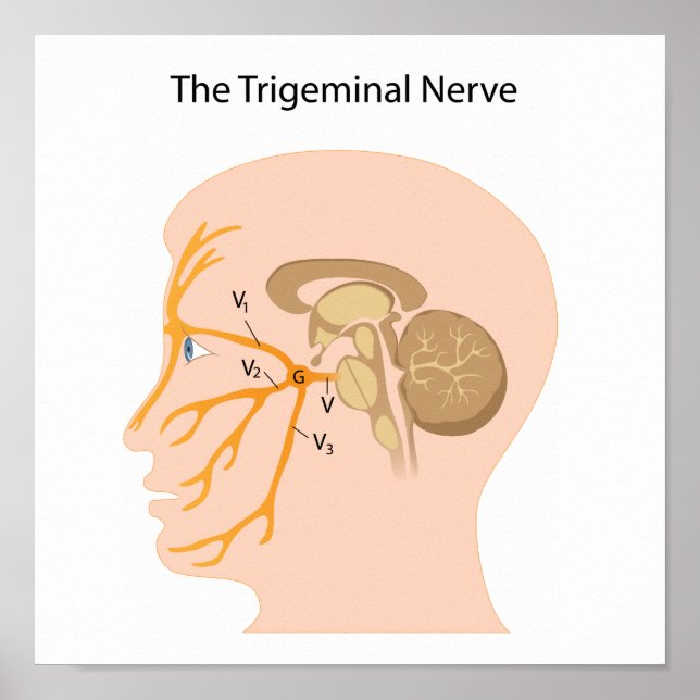 The trigeminal nerve Poster (Front)