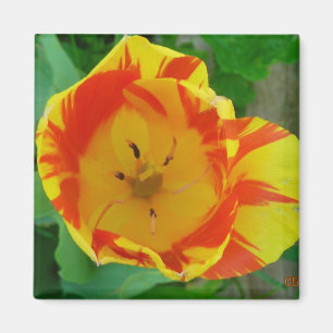 the Tulip magnet