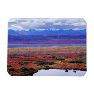 The tundra of Denali National Park in the late Magnet
