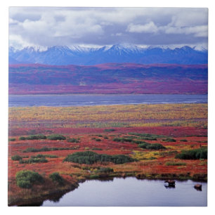 The tundra of Denali National Park in the late Tile