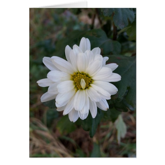 The turned up petal (Front)