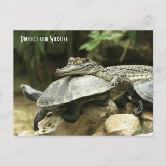 The Turtle and the Crocodile Post Card