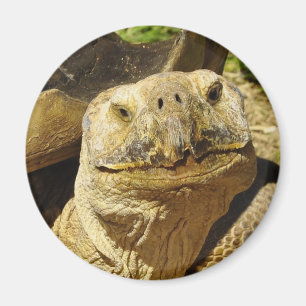 The Turtle's Smile Magnet