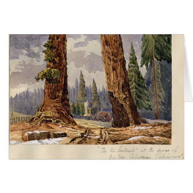 The Two Sentinels, at the Grove of Big Trees (Front Horizontal)