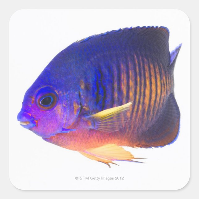 The two-spined angelfish square sticker (Front)