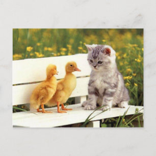 The Ugly Duck Postcard