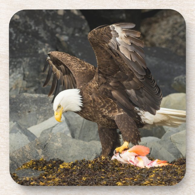 The Ultimate Bald Eagle Coaster (Front)