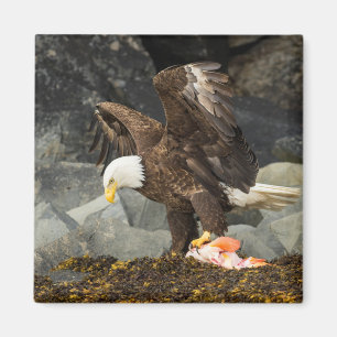 The Ultimate Bald Eagle Magnet