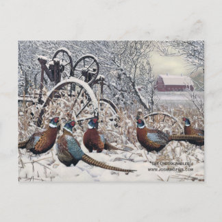 "The Untouchables" by Joshua Spies Postcard