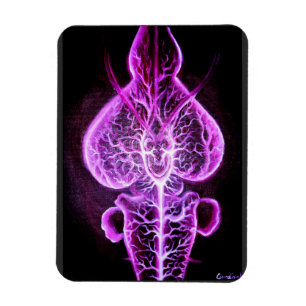 The vascularisation of the nervous system in roden magnet