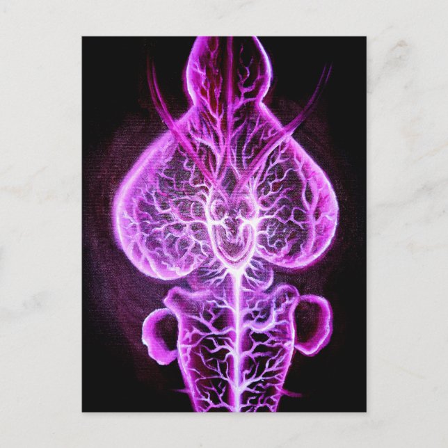 The vascularisation of the nervous system in roden postcard (Front)