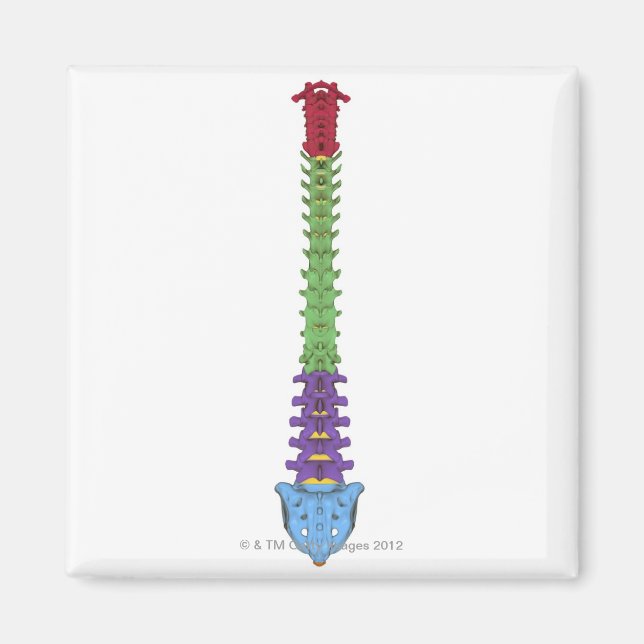 The Vertebral Column 2 Magnet (Front)