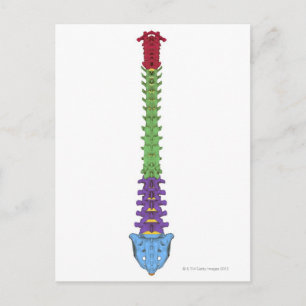 The Vertebral Column 2 Postcard