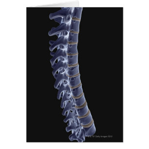 The Vertebral Column 3