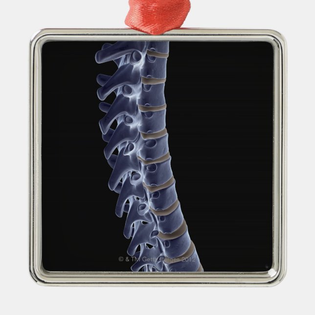 The Vertebral Column 3 Metal Tree Decoration (Front)