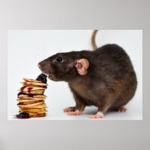 The very hungry rat