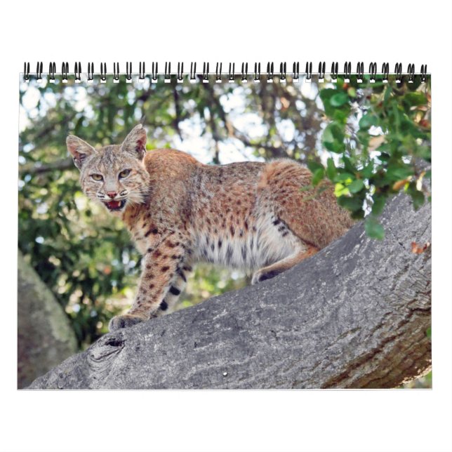 The Villages Bird and Wildlife Calendar (Cover)