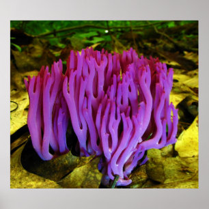 The Violet Coral Fungus Clavaria Zollingeri Poster