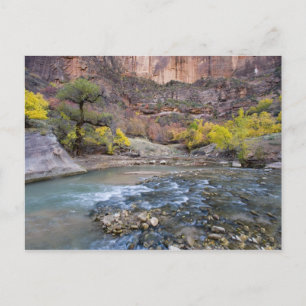 The Virgin River in autumn in Zion National Park Postcard