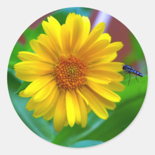 The Visitor Fly and Marigold Photograph Classic Round Sticker