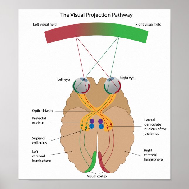 The visual projection pathway Poster (Front)