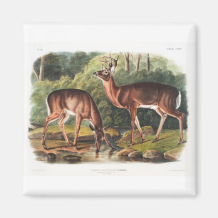 the viviparous quadrupeds by John James Audubon Magnet