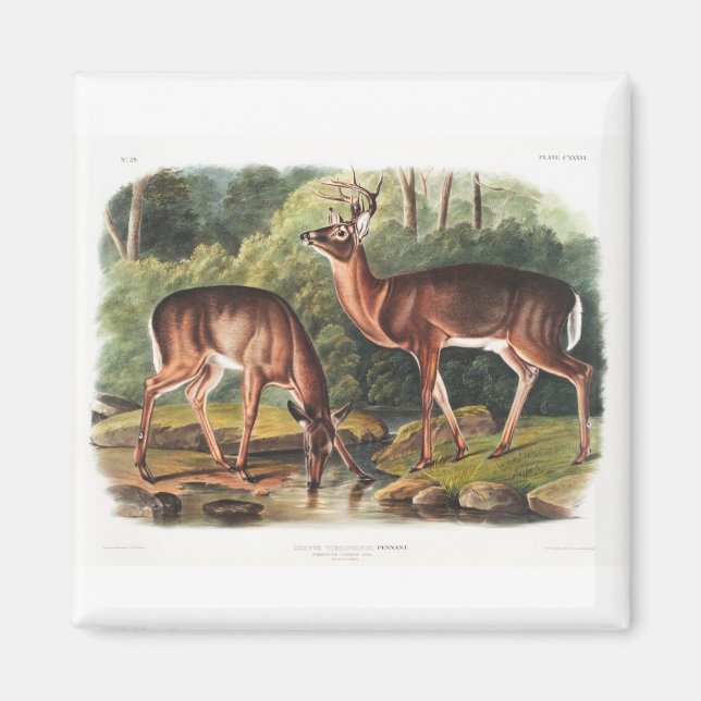 the viviparous quadrupeds by John James Audubon Magnet (Front)