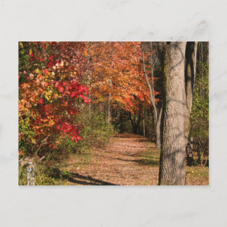 The Walking Path Postcard