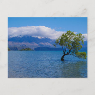 The Wanaka Tree, Lake Wanaka, NZ - Postcard