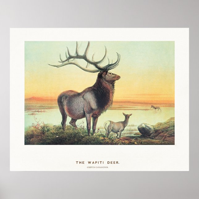The Wapiti Deer Poster (Front)