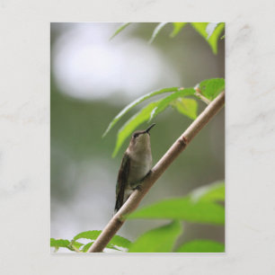 The Watcher Hummingbird Postcard
