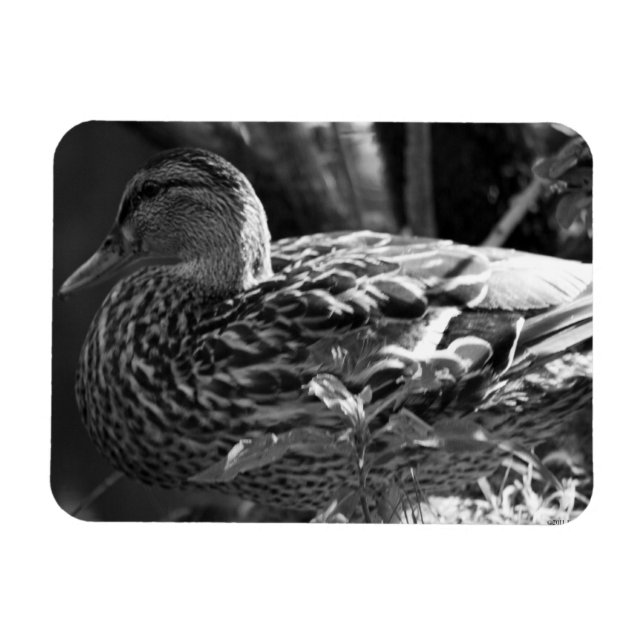 The Watcher Magnet (Horizontal)