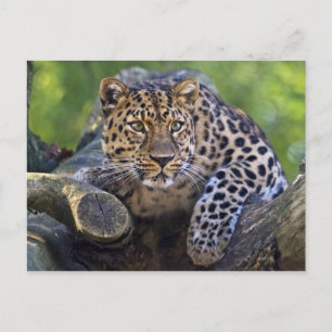 The Watcher Postcard