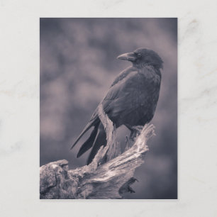 The watching Crow Postcard