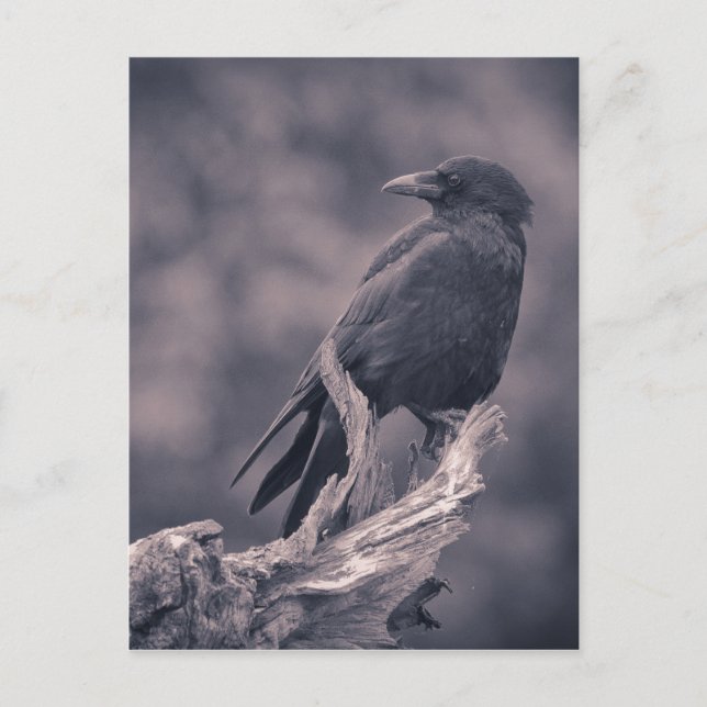 The watching Crow Postcard (Front)