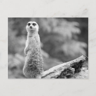 "The Watchman" Postcard