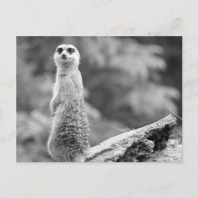 "The Watchman" Postcard (Front)