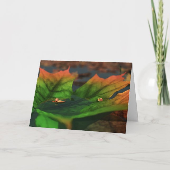 The Water Is Wide Card (Front)