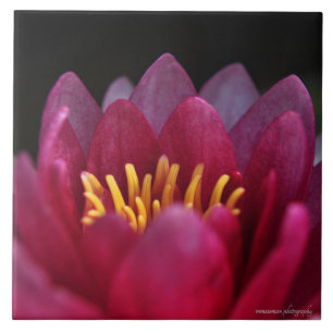 The Water Lily Ceramic Tile