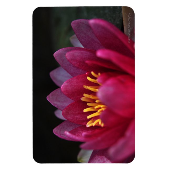 The Water Lily Magnet (Vertical)
