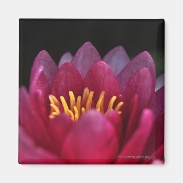 The Water Lily Magnet (Front)